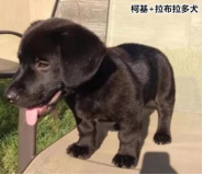 柯基的基因有多強？快來看這款狗狗手板模型！